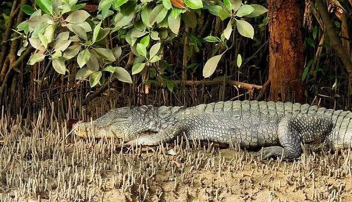 Crocodile Spotting Offbeat Things To Do In Goa
