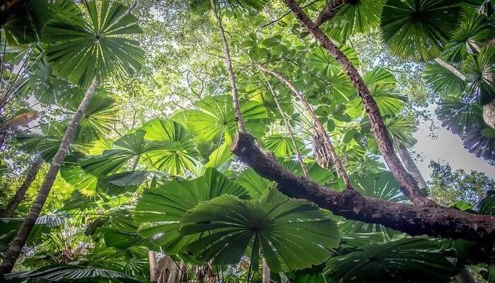 Daintree Rainforest