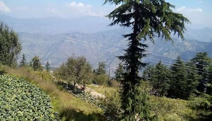 A Picnic At Fagu, Himachal 