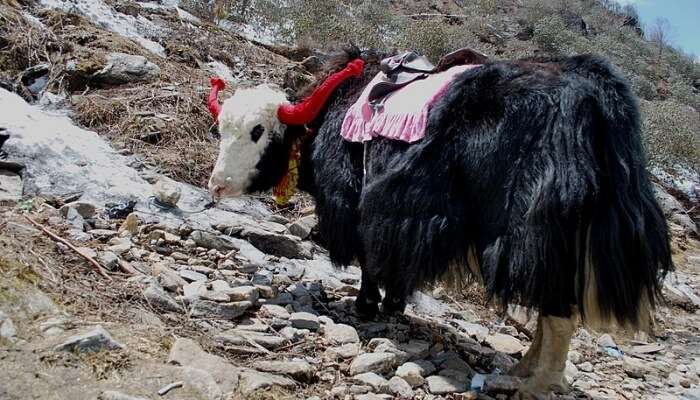 Enjoy Yak Rides at kufri, Himachaa