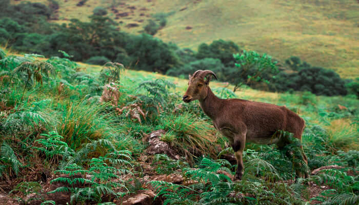 Eravikulam National Park