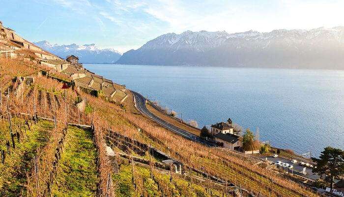 Vineyards Of Lavaux