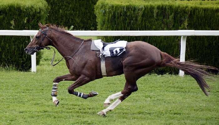 Fraser Downs Racetrack