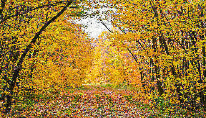 Gatineau Park