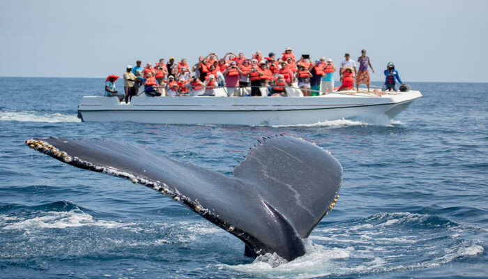 Get On A Boat For Whale Watching