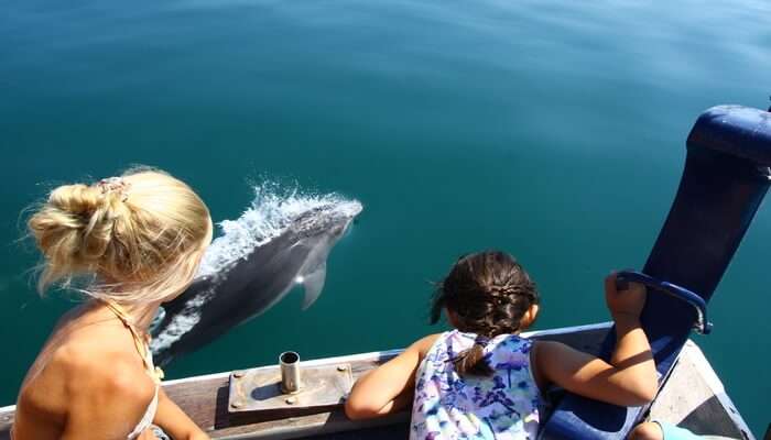 Go For A Cruise And Watch Whales