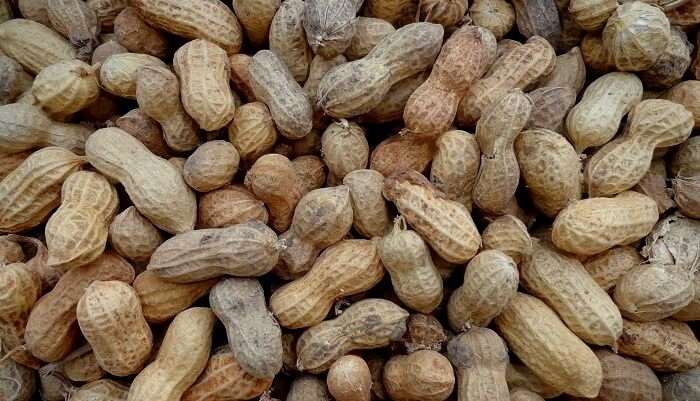 Groundnut Festival