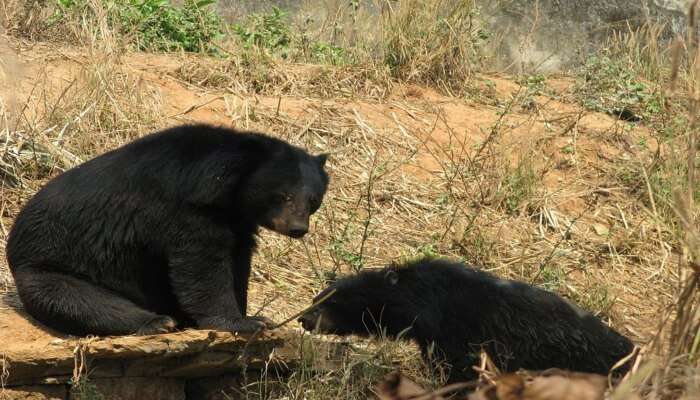 Guwahati Zoo