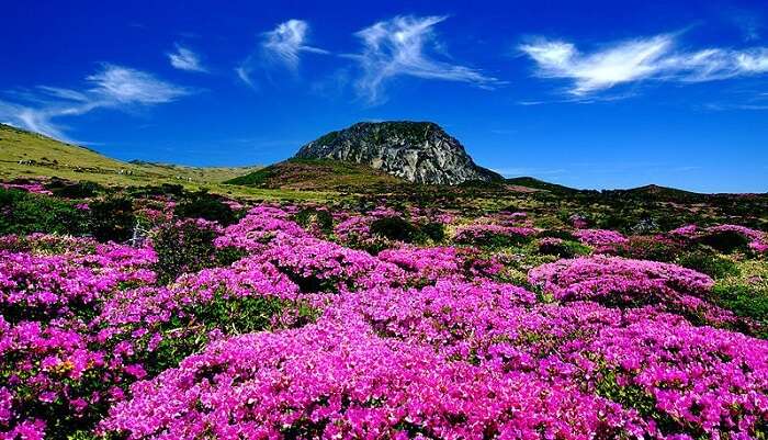 Halla Mountain South Korea