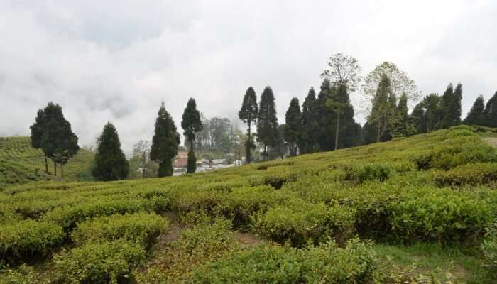  Happy Valley Tea Estate, among the best places to visit in Darjeeling in June.