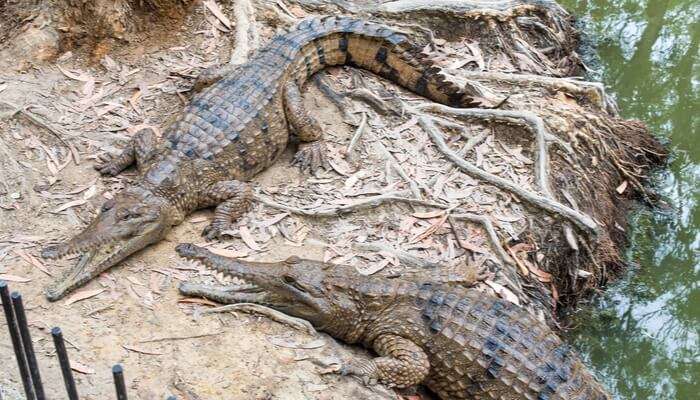 Hartley's Crocodile Adventures