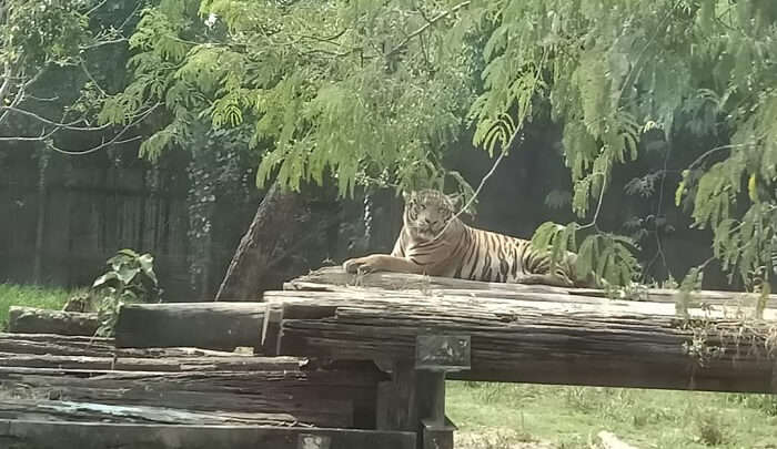 a glimpse of tiger
