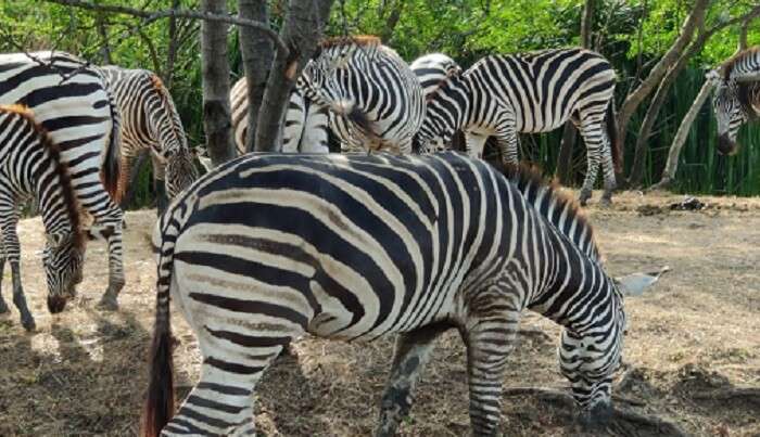 watching the zebras in safari world 