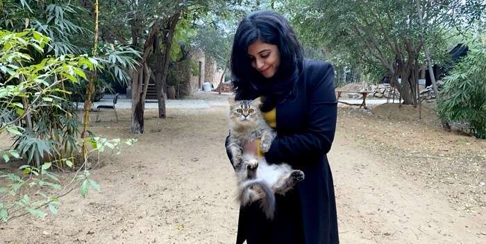 wild cat in lohagarh