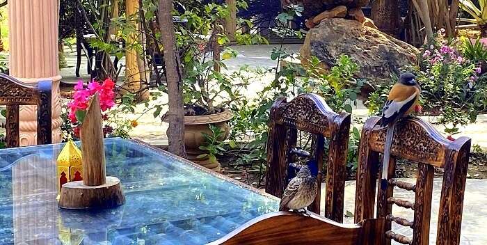 bird watching in the resort