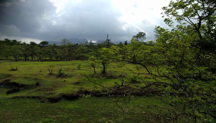 Lush greenery view