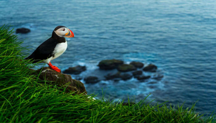 Indulge In Puffin Spotting