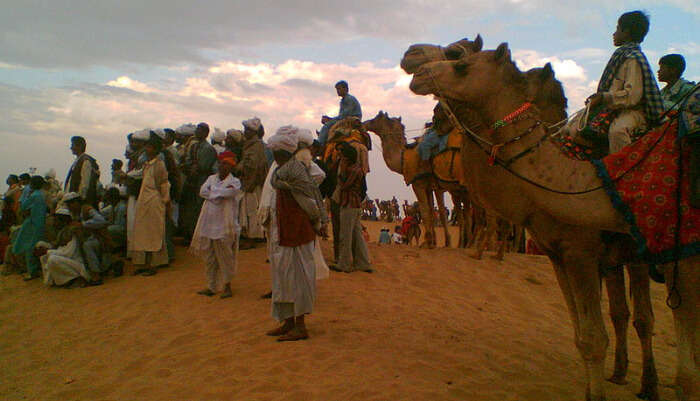 Camels in Desert