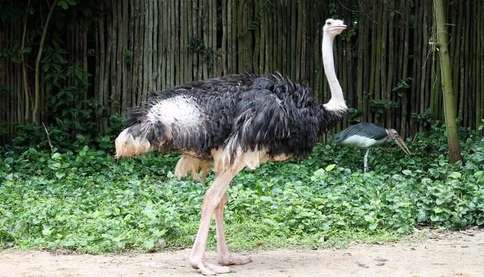  Jurong Bird Park