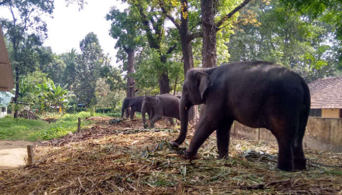 Kodanad Elephant Training Centre, places to visit near Athirapally Waterfalls