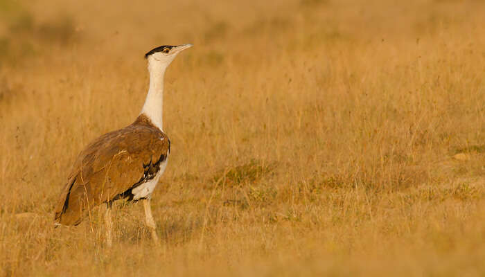 Kutch Bustard Sanctuary, Bhuj