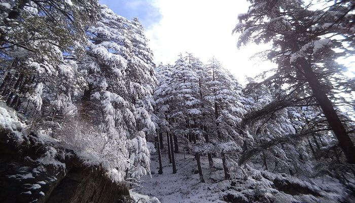 Manali Sanctuary