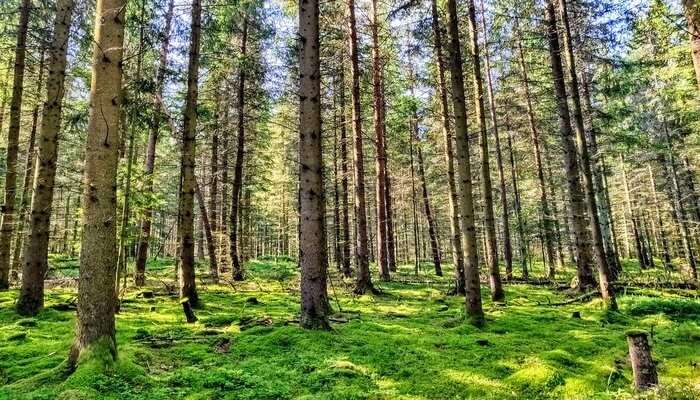 Mawphlang Sacred Forest