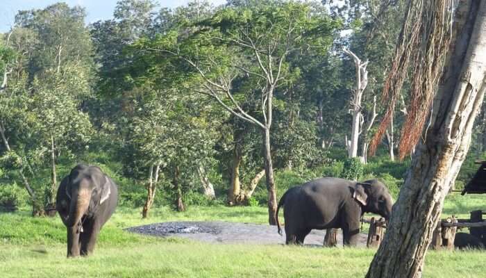 Mudumalai National Park