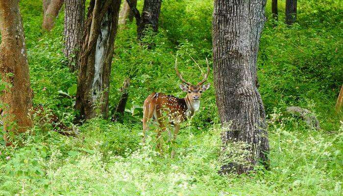 Mudumalai National Park