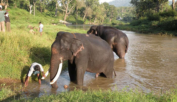 Wildlife Sanctuary in Ooty