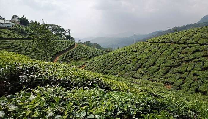 Munnar