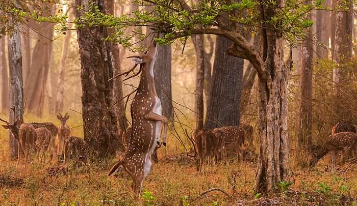 wildlife and nature view