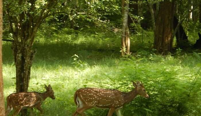 watch the wildlife experience in the park