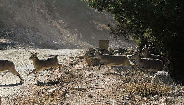 Nargu Wildlife Sanctuary