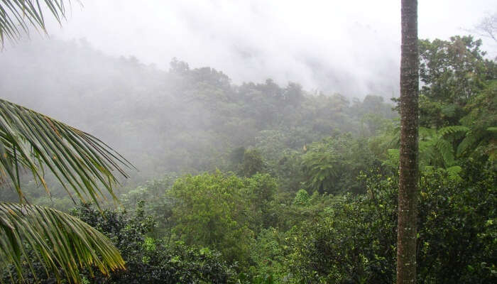 Rainforest is the only tropical rainforest
