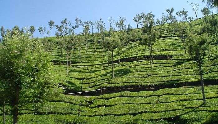 Ooty