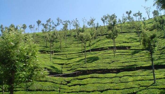 Ooty Valley