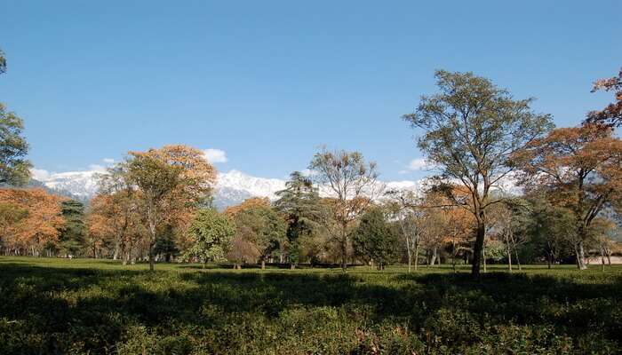 greenery in the valley