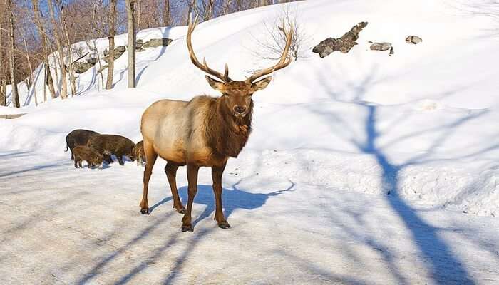 Parc Omega