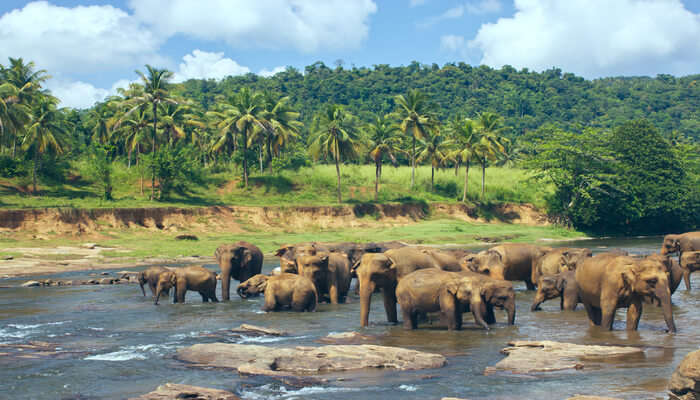 Pinnawala Elephan