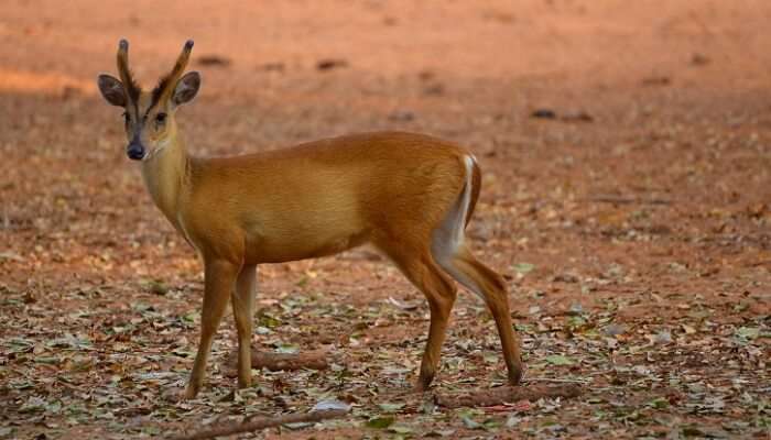 Purna-Wildlife-Sanctuary1