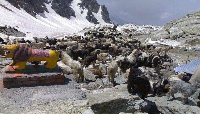 goats and snow at Sach Pass