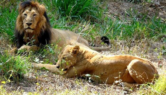 annerghatta National Park Safari