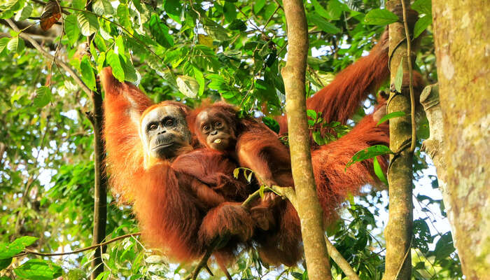 Orangutans