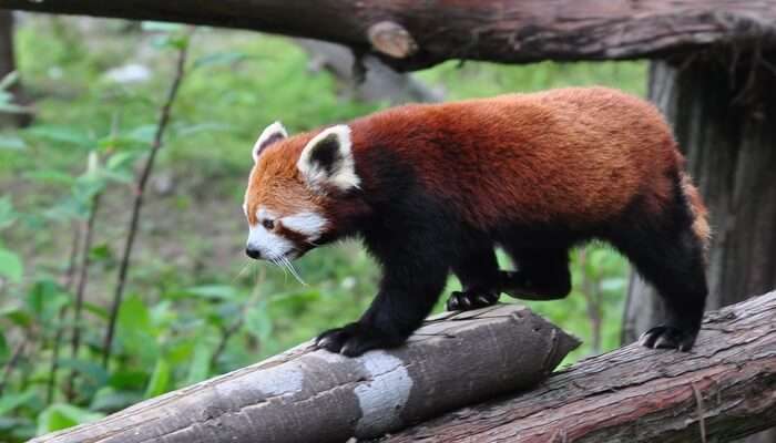 Sikkim Himalayan Zoological Park