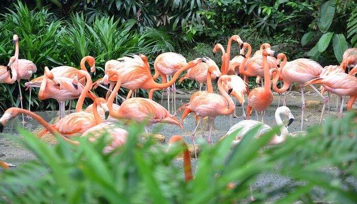 Singapore Zoo