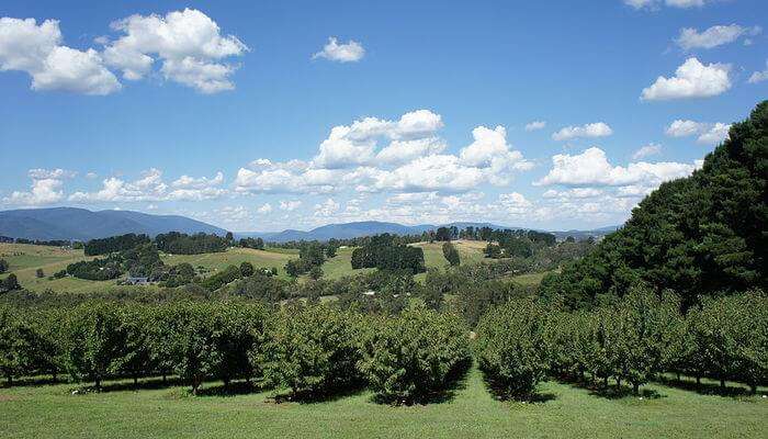 Yarra Valley