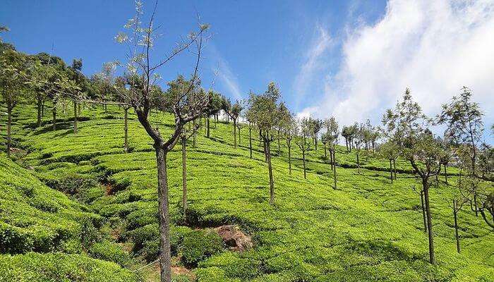 visited to the tea museum