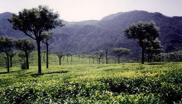 Looking for offbeat places to visit in Ooty then get to the Tea Park