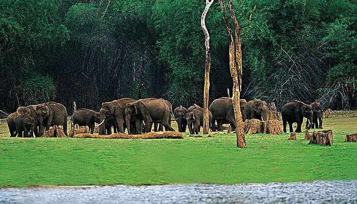 Thekkady5